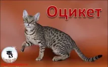 Оцикет фото, відео, історія, опис породи, характер та догляд оцикет