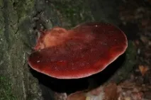 Печіночниця звичайна (Fistulina hepatica) hepatica