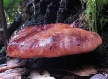 Печіночниця звичайна (Fistulina hepatica) печіночниця