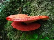 Печіночниця звичайна (Fistulina hepatica) печіночниця