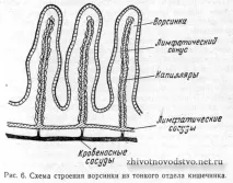 ПЕРЕВОРЮВАННЯ КОРМУ ТА ПРОХОДЖЕННЯ ЙОГО ЗА ТРАВЛЕЧНИМ ТРАКТОМ корму