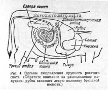 ПЕРЕВОРЮВАННЯ КОРМУ ТА ПРОХОДЖЕННЯ ЙОГО ЗА ТРАВЛЕЧНИМ ТРАКТОМ корму