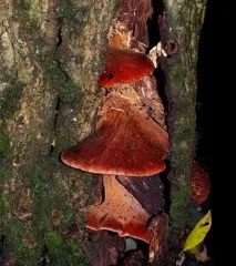 Печіночниця звичайна (Fistulina hepatica) hepatica