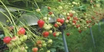 Плівкові укриття для полуниці укриття