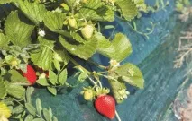 Плівкові укриття для полуниці укриття