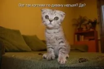 Чому кішкидряпають меблі чому