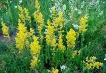 Підмаренник - шкода та користь підмаренника