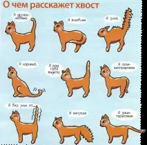 Чому жінки люблять кішок люблять