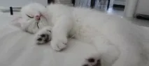 Користь та шкода від домашнього кота домашнього