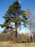 Пізнай свій край рідний Псковщина - лісовий край свій