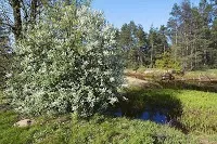 Пізнай свій край рідний Псковщина - лісовий край пізнай