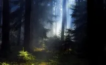 Пізнай свій край рідний Псковщина - лісовий край пізнай