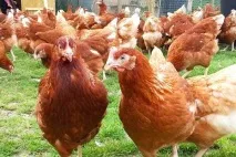 Породи курей несучок для дому - ломан браун, голландські, червоні, сріблясті, алмаз, фотографії з дому