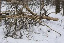 Пізнай свій край рідний Псковщина - лісовий край свій