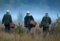 Похід по гриби закінчився жорстокою розправою та рабством на марихуановій плантації Суспільство Україна гриби