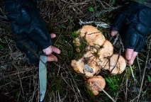 Похід по гриби закінчився жорстокою розправою та рабством на марихуановій плантації Суспільство Україна закінчився