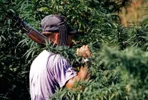 Похід по гриби закінчився жорстокою розправою та рабством на марихуановій плантації Суспільство Україна гриби