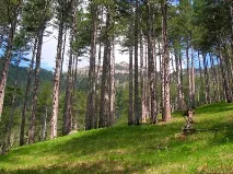 Пізнай свій край рідний Псковщина - лісовий край пізнай