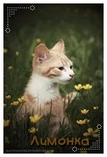 Приколи по Котах Білка