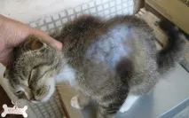 кішок