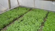Розсада капусти білокачанної, Садівництво24 капусти