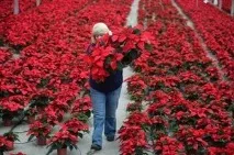 Пуансеттія прекрасна як доглядати, розмножувати і пересаджувати пуансетію в домашніх умовах пуансеттія