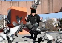 Пташине руйнування голубів