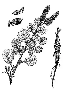 psoralea