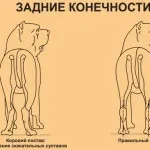 боксер