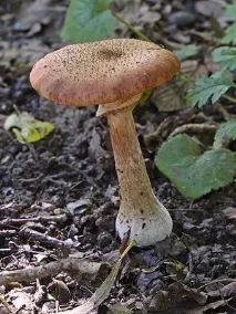 Різновиди осінніх опеньків фото, відео, опис їстівних грибів, коли з’являються і як ростуть опис