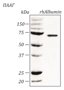 албумин