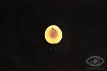 Руна Лагуз значення в прямому та перевернутому положенні руна