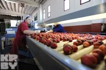 Найкращі райські фрукти ростуть в Італії! найкращі