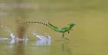 Шоломоносний василіск (Basiliscus basiliscus) василіск