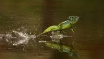 Шоломоносний василіск (Basiliscus basiliscus) basiliscus