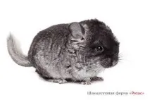 хлопчик