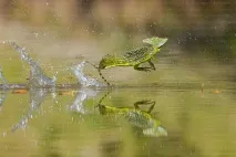 Шоломоносний василіск (Basiliscus basiliscus) шоломоносний