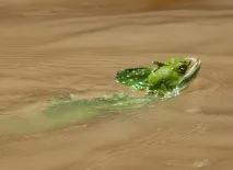 Шоломоносний василіск (Basiliscus basiliscus) шоломоносний