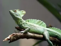Шоломоносний василіск (Basiliscus basiliscus) basiliscus