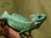Шоломоносний василіск (Basiliscus basiliscus) василіск