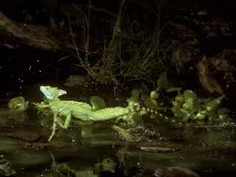 Шоломоносний василіск (Basiliscus basiliscus) шоломоносний