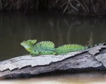 Шоломоносний василіск (Basiliscus basiliscus) шоломоносний