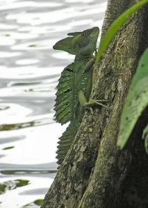 Шоломоносний василіск (Basiliscus basiliscus) шоломоносний