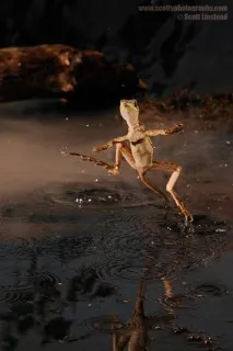 Шоломоносний василіск (Basiliscus basiliscus) василіск