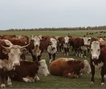 бугаїв