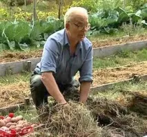 Сидерати або гній культур