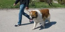 Собаки – це діти Відносини між собакою та господарем дуже нагадують стосунки між батьком та господарем