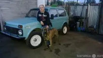 Собаки та цуценята продати в Україні продати