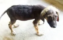 Собаки з притулку новий