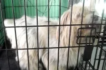 Собаки з притулку будинок